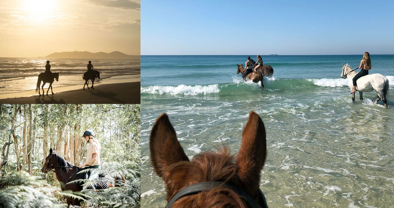 Zephyr Horses Byron Bay Byron Venue